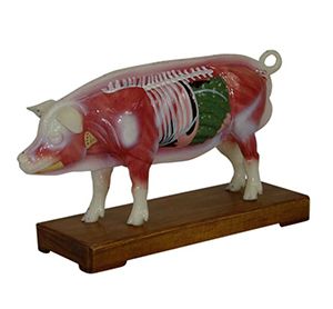 Pig acupuncture model: a new darling in the field of acupuncture